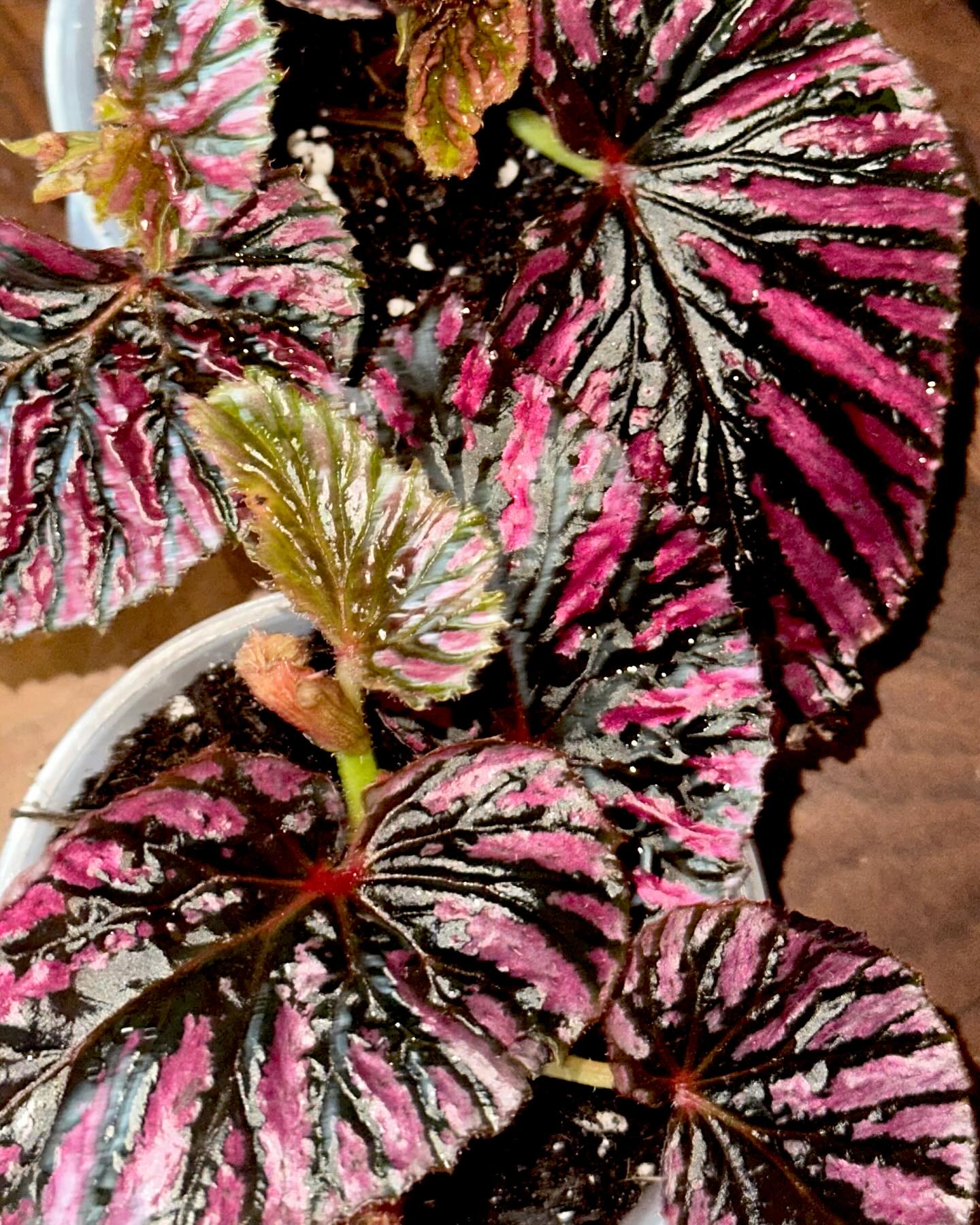 Introducing Begonia 'Lamoon' at Steve's Leaves