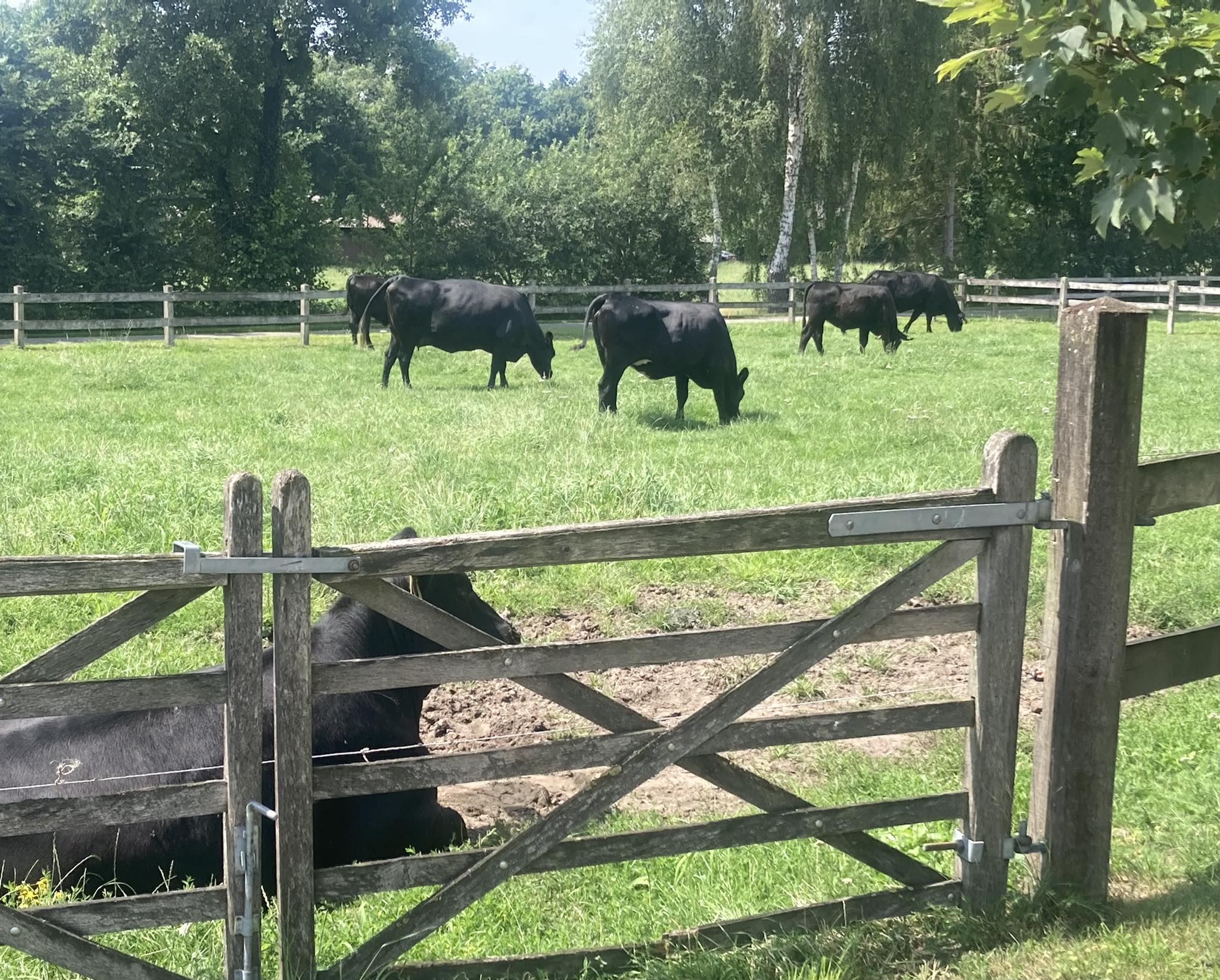 Angus Roosdom - Nettelhorst | Nettelhorst