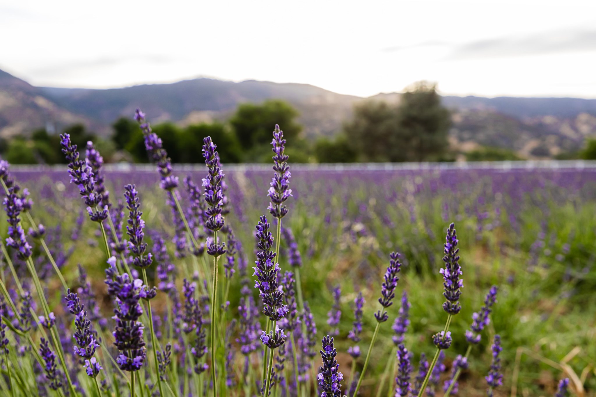 Purple Valley Lavender Farm | Guinda CA