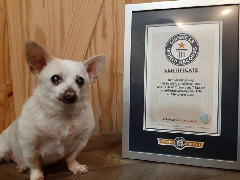 Spike, 23-year-old Chihuahua, named world's oldest living dog