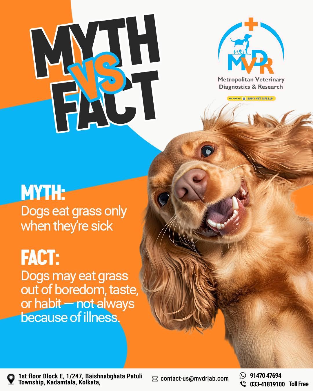 View of MVDR - 🐶 MYTH vs FACT – Let’s Talk About Your Dog’s Grass-Eating Habit ...