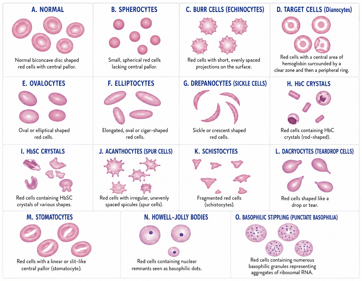 Blood cell morpholog
