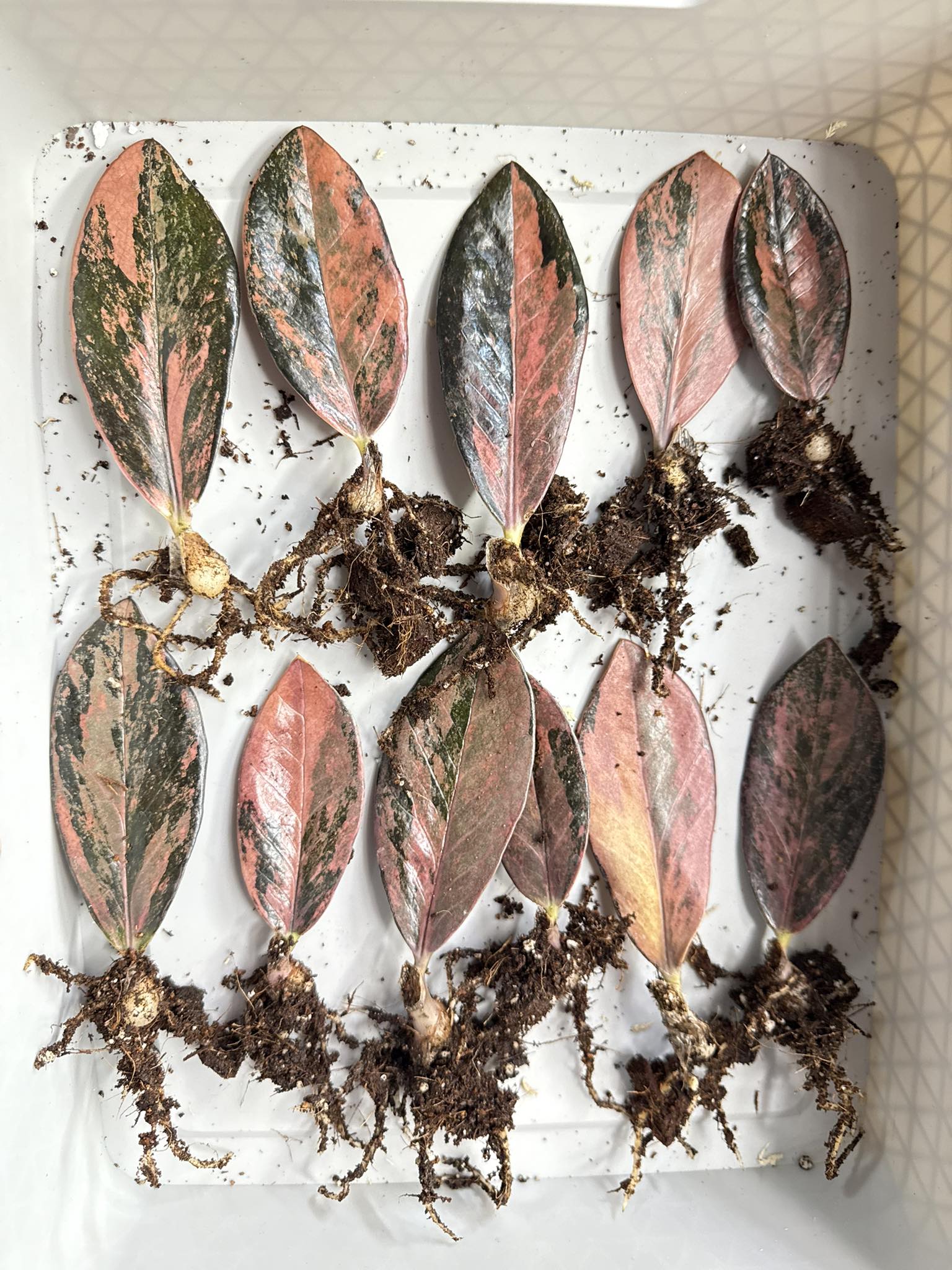 Variegated Black Pink ZZ plant cuttings