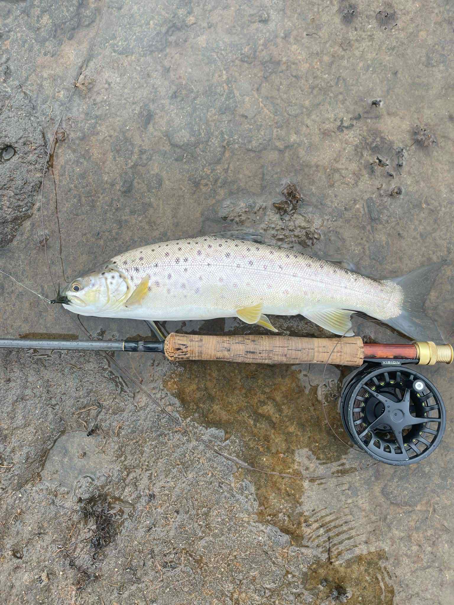 bomber speckled trout lure Vintage BAIT COMPANY Smilin' Minnow Fishing • BROWN this lure produces results braketype-disccenterlock Kelly Galloup Explains How Rod Length, Power, Action:7'3