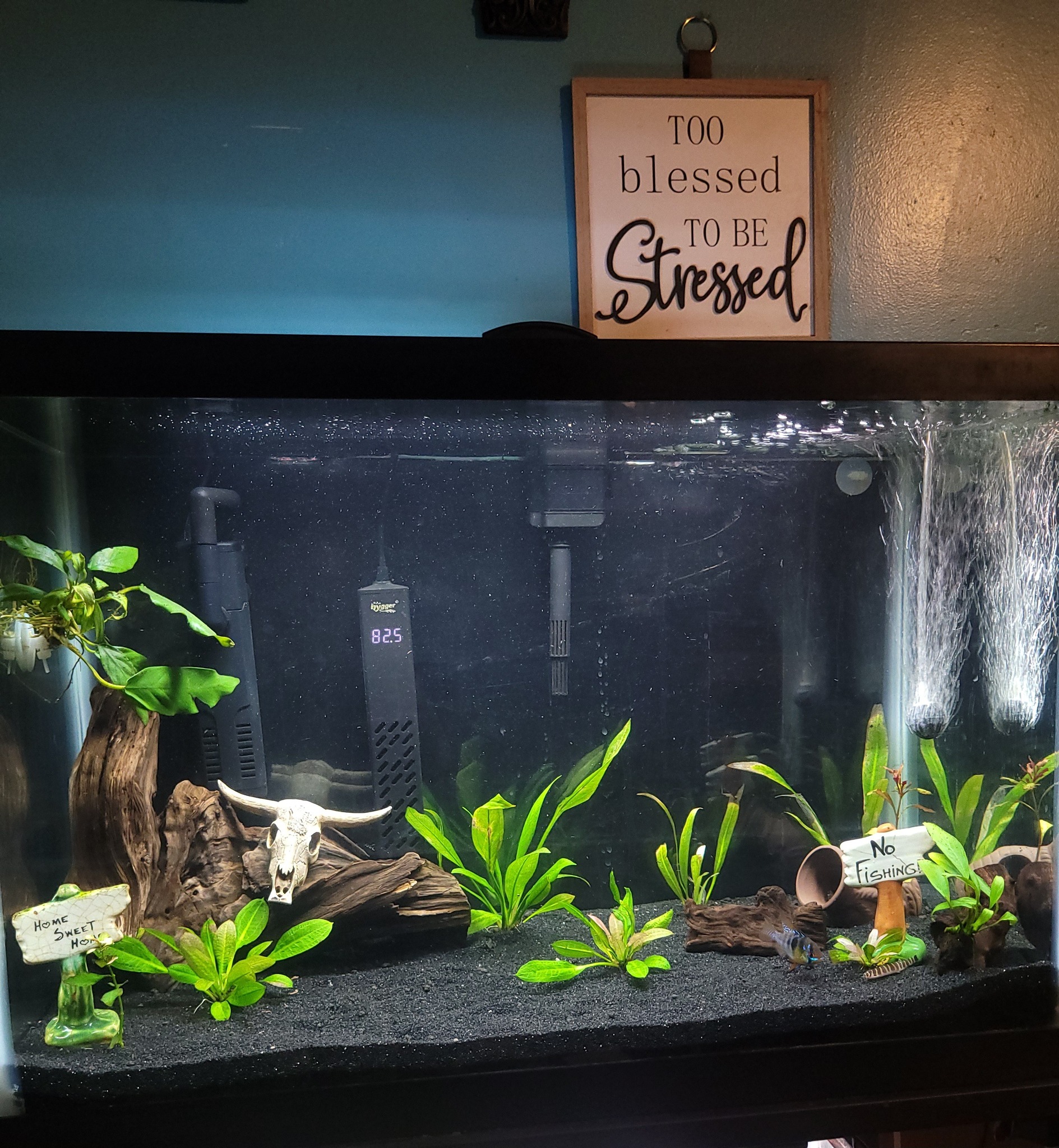 fish tank accessories no fishing BLUE RIBBON PET PRODUCTS EE-1143 Exotic Environments No Kidding Sign, Small,Multi: Buy Online at Best Price in UAE 4.25 in Care Instructions DIY: Creative Aquarium Decoration Ideas