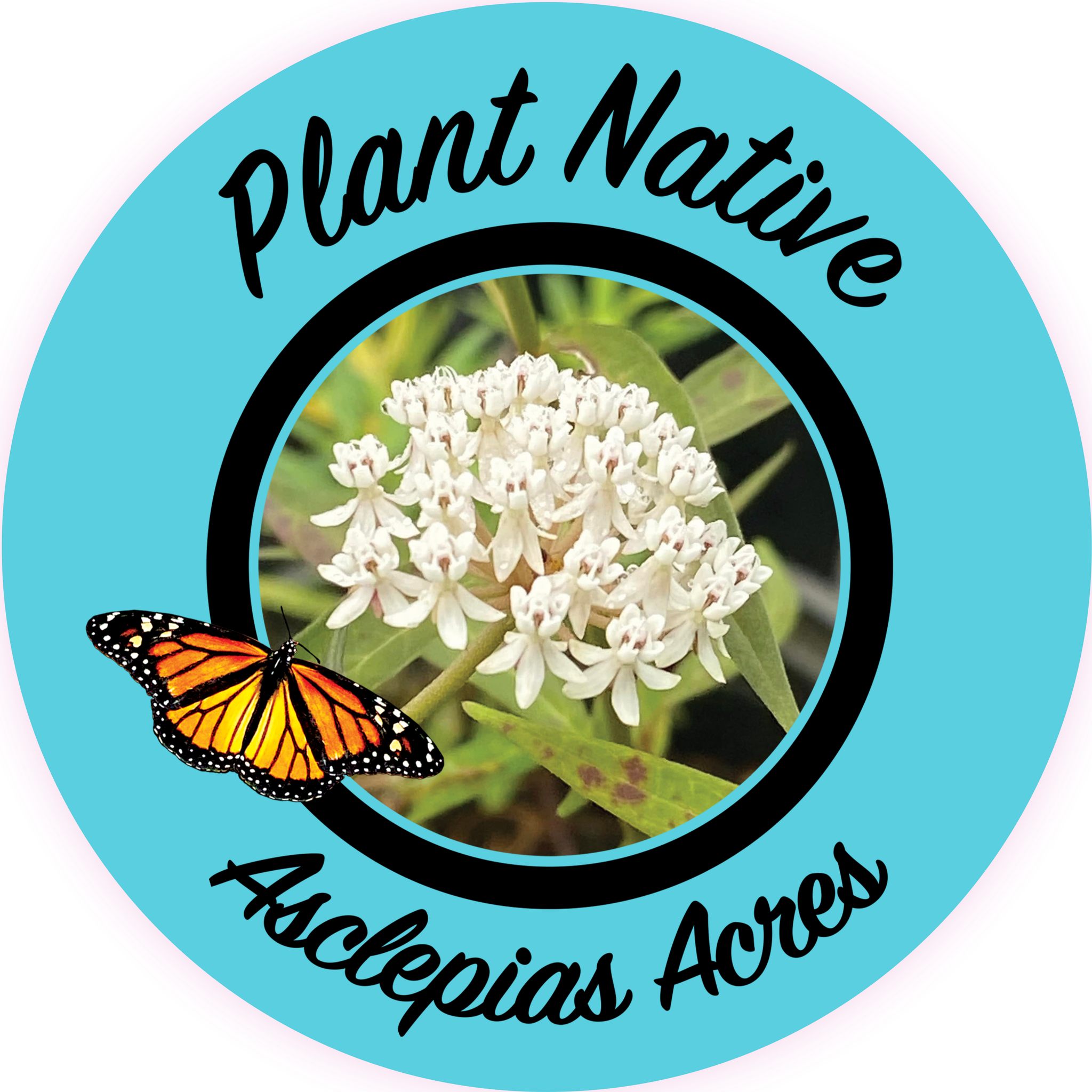 Native Plants of Florida | Still blooming steadily is plant of the week ...