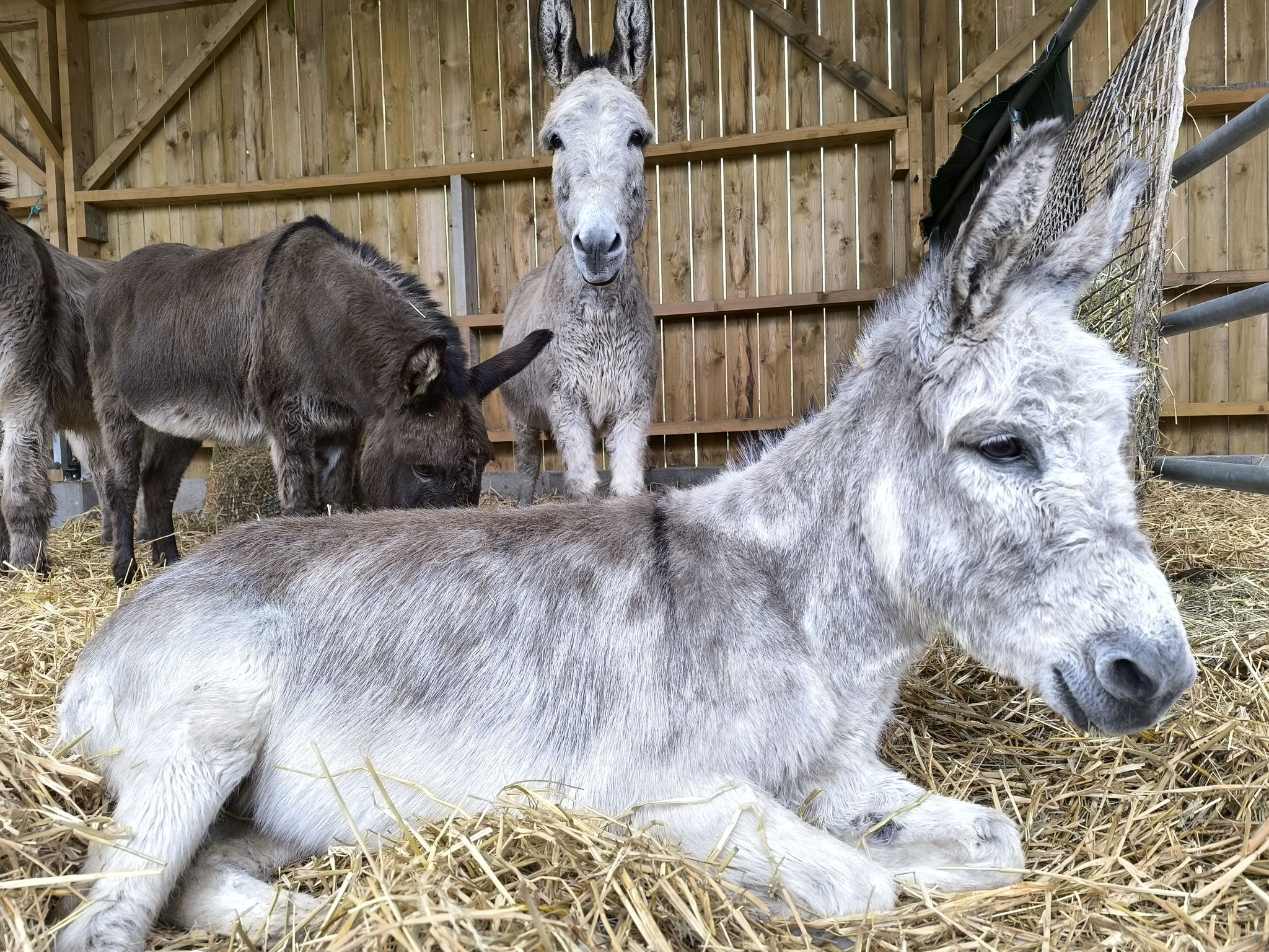Instant Animal, Solesmes added... - Instant Animal, Solesmes