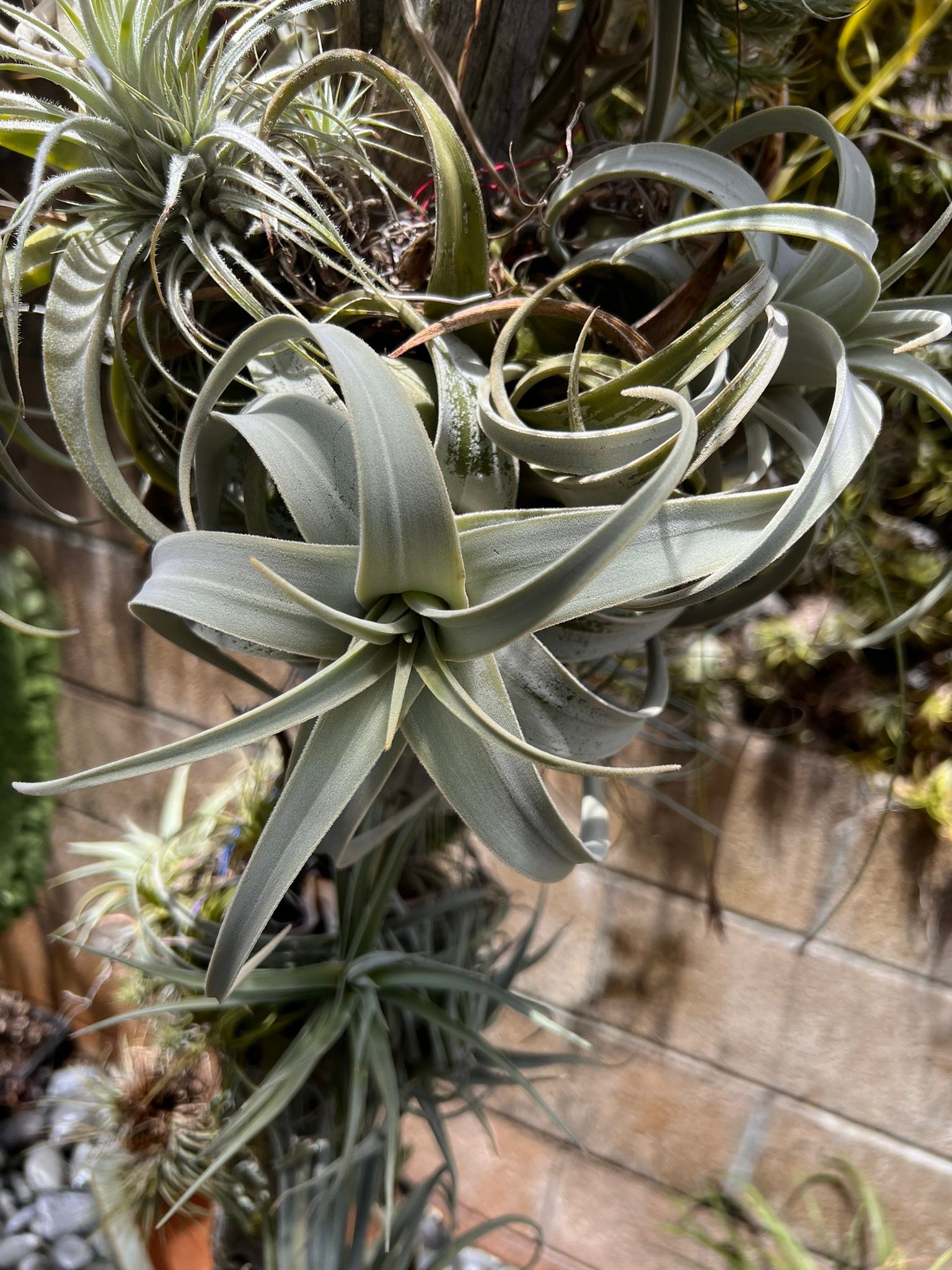 Tillandsia barfussii grows well in summer heat