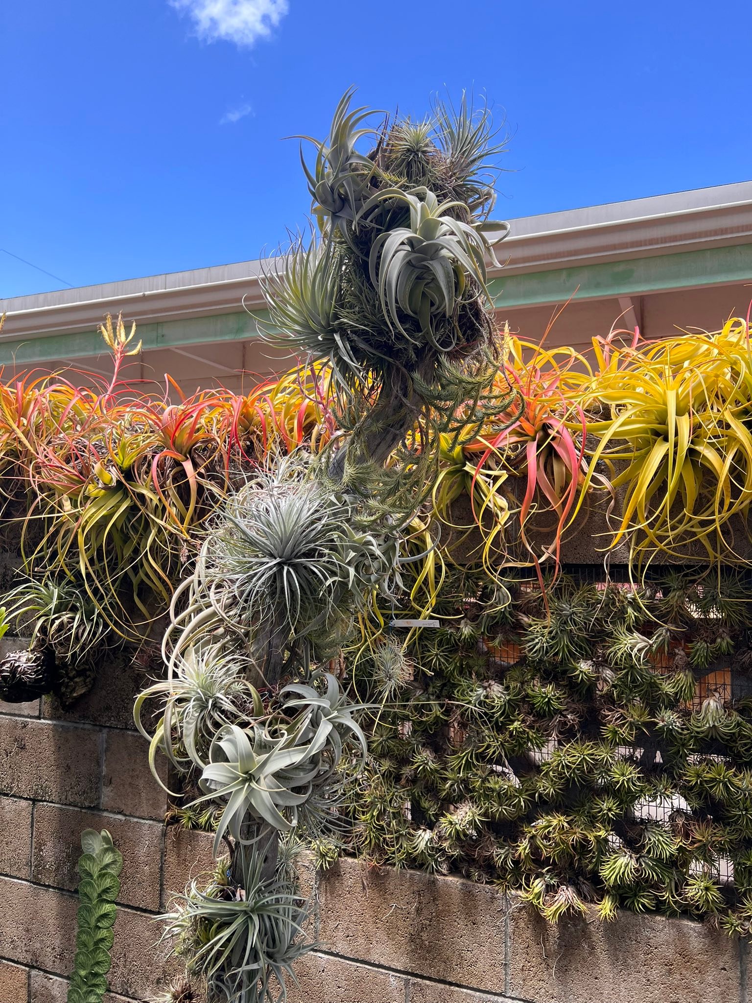 Tillandsia barfussii grows well in summer heat