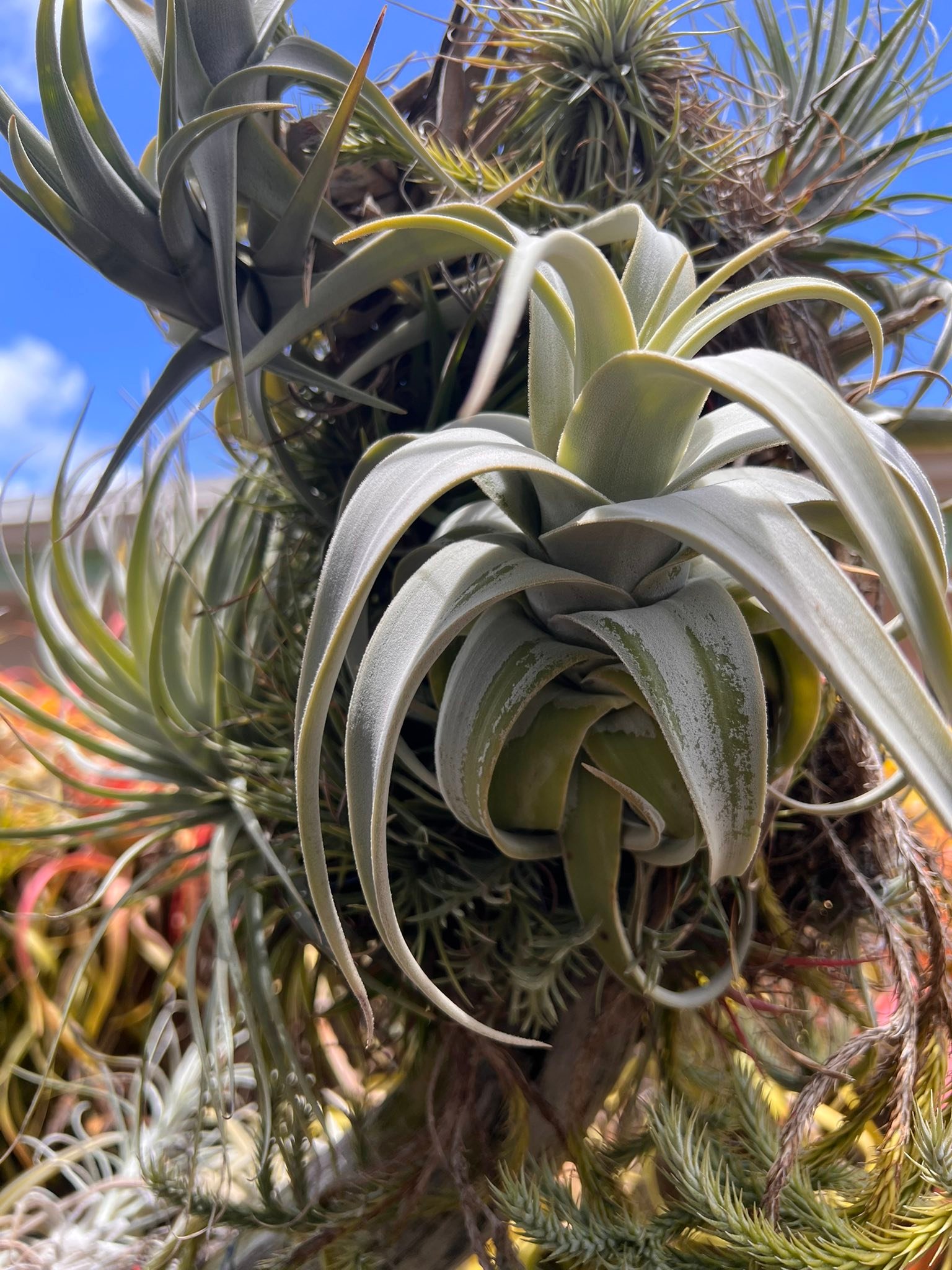 Tillandsia barfussii grows well in summer heat