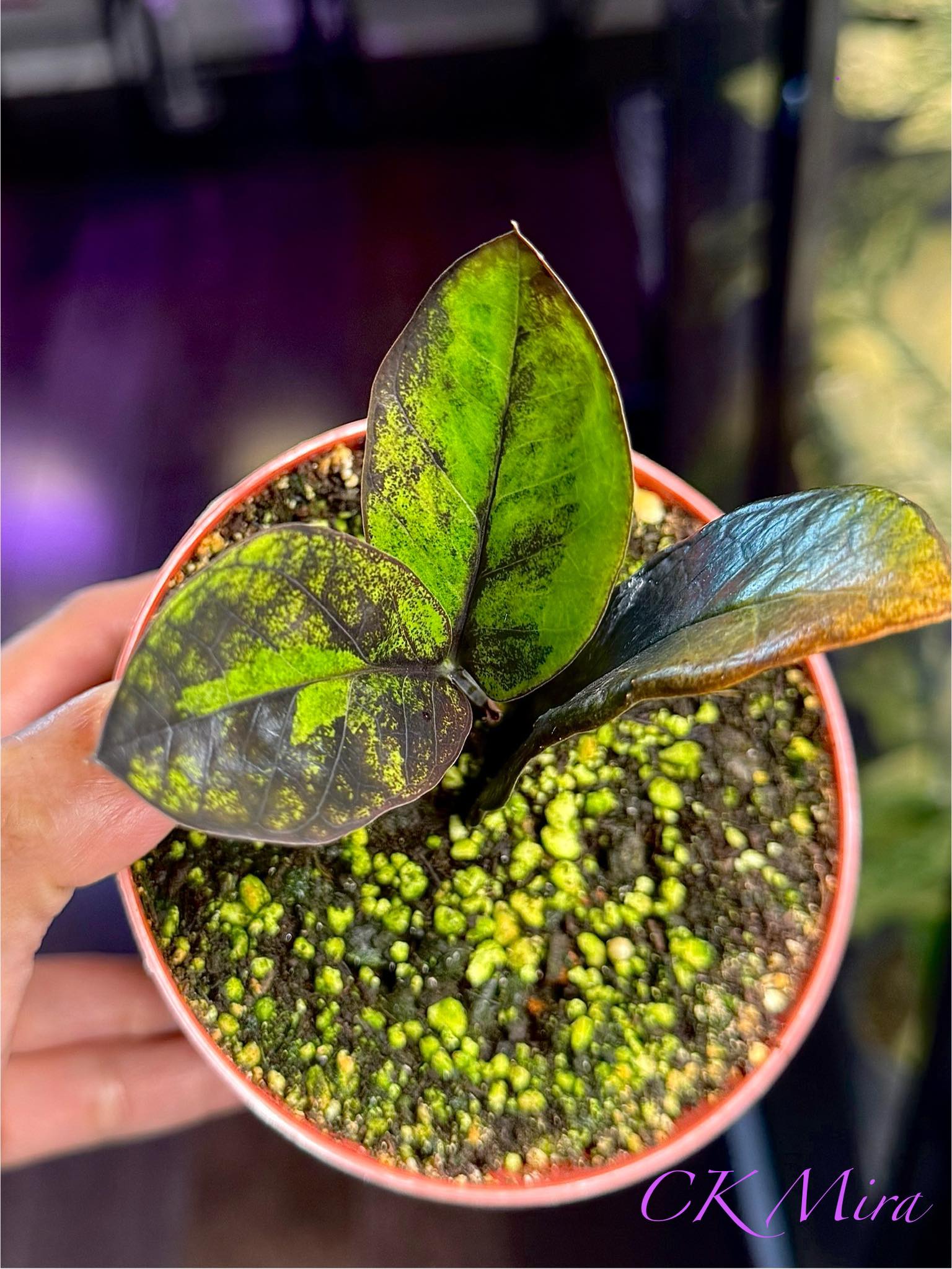 ZZ Black Pink Variegated. Nicely variegated new stalk