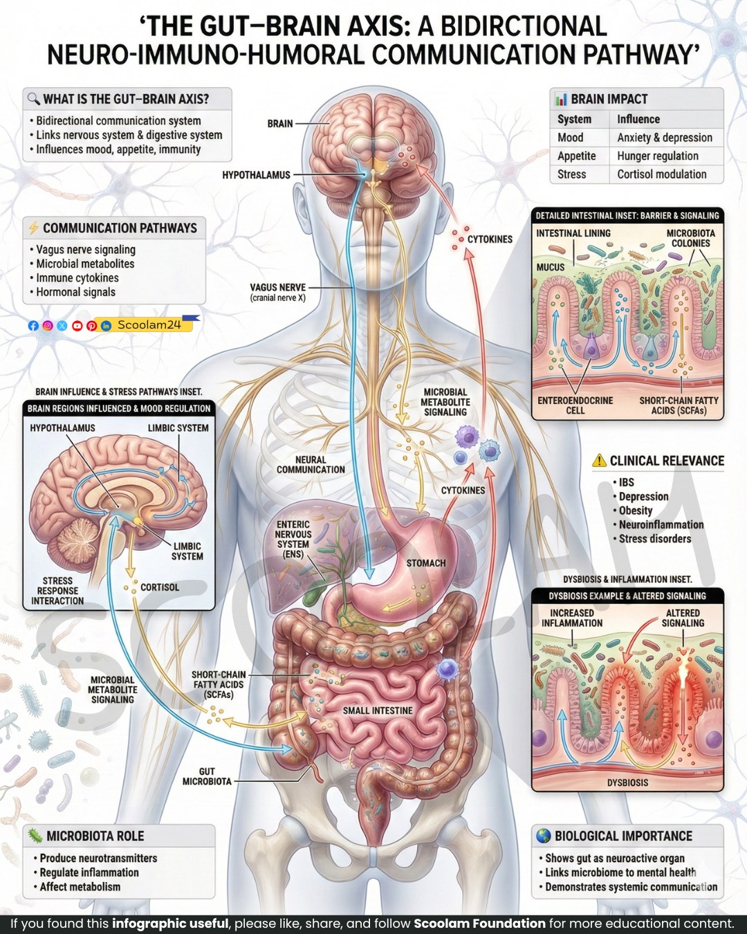 Scoolam - Gut–Brain Axis: Bidirectional Communication System The gut ...