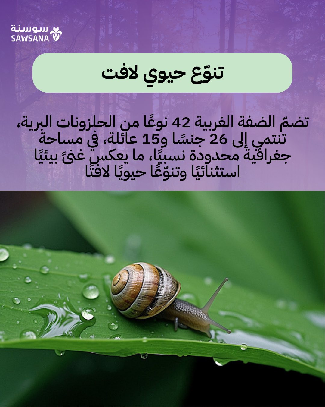 Sawsana | Nablus