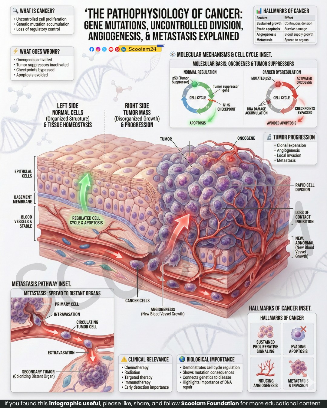 Scoolam - Pathophysiology of Cancer: Uncontrolled Cellular ...
