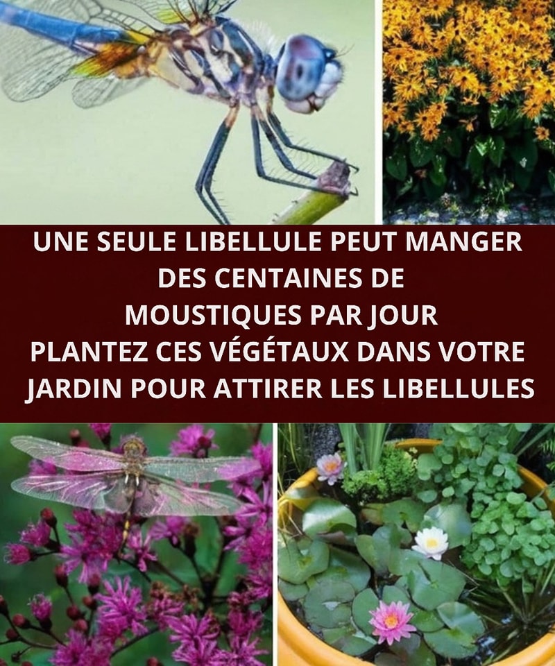 30 Libellules Déco De Jardin Avec Tiges Métal - 2 Tailles Multicolores - Ornement Extérieur Balançoire Au Vent