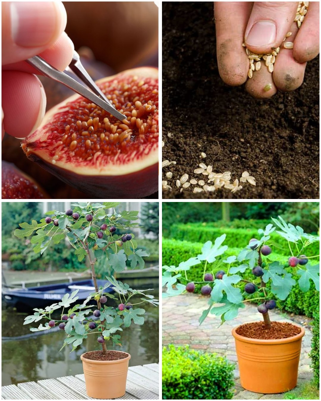 Plants - Learn How to Grow Fig Tree from Seed in a Pot🌱🌱 | Facebook