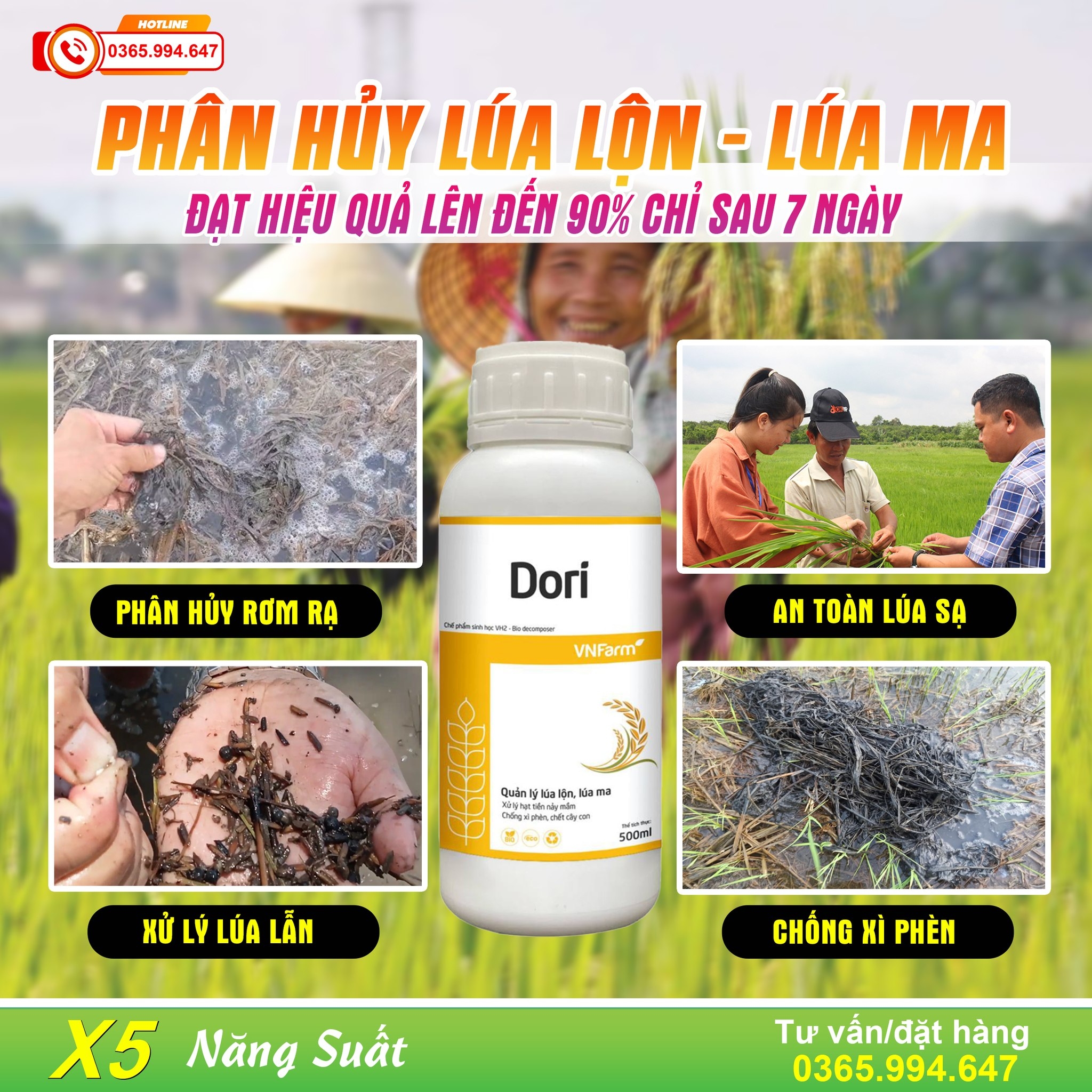Ruộng bị lúa cỏ, lúa ma được xử lý sạch đến 98_ tại Giá Rai -Bạc Liêu # ...