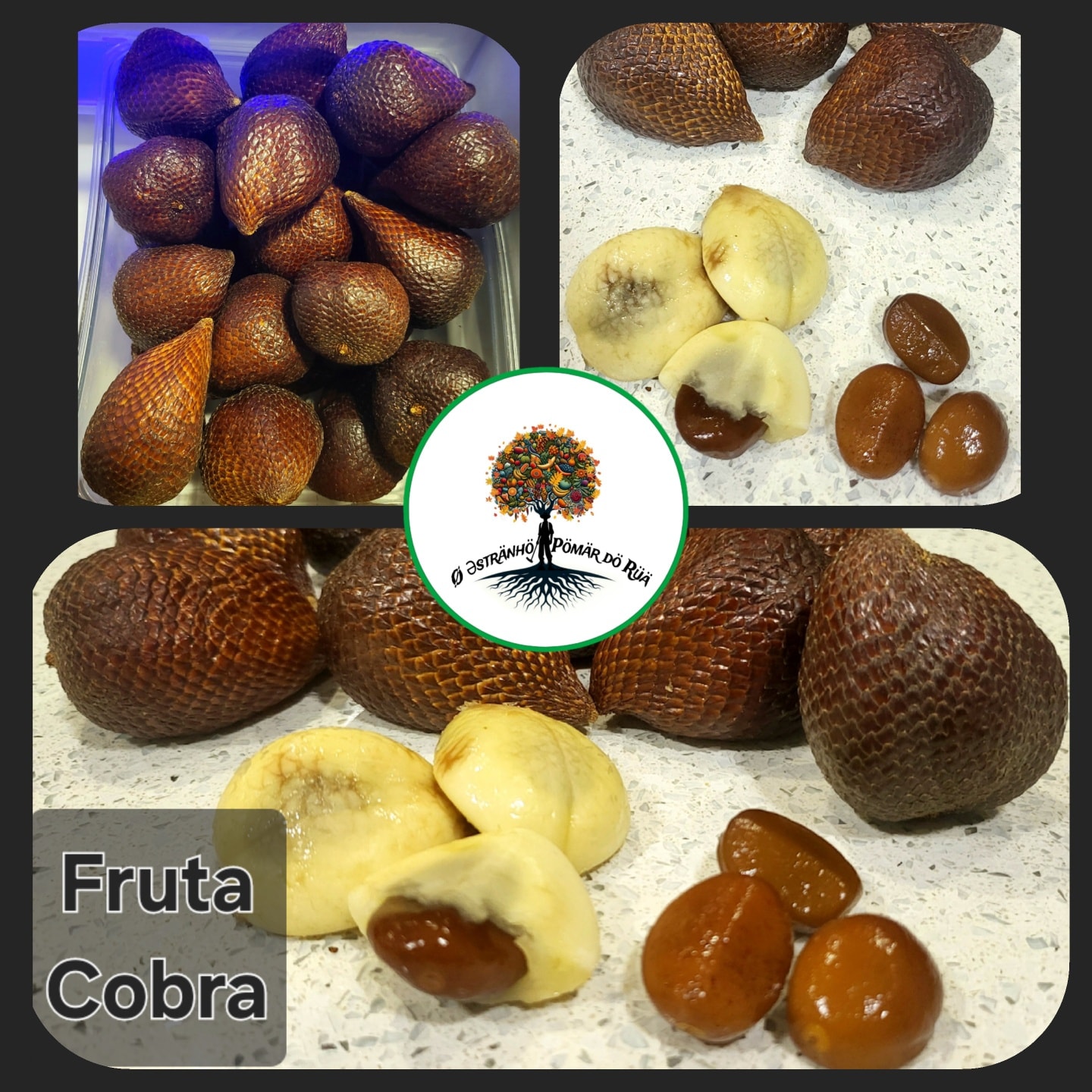 Fruta Cobra - Honney! (Salak Zallacca) 10€ Primeira remessa desta
