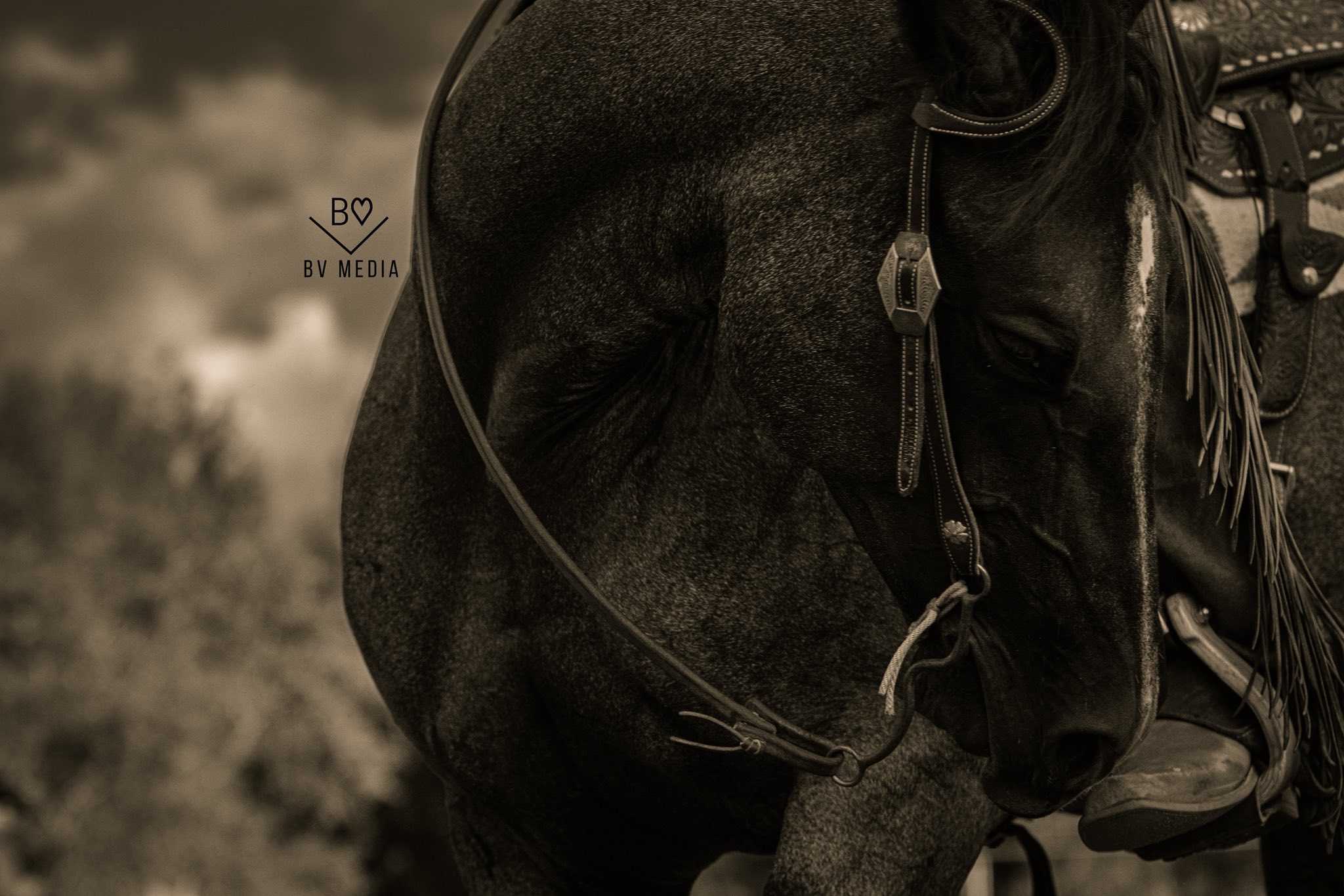 Wiens Ranch Company Inc. | Sedalia CO