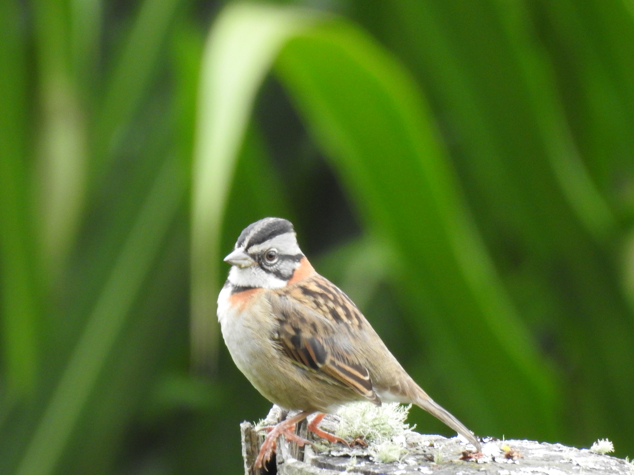 🌿 La naturaleza en Calima es un... - Calima Biodiverso | Facebook
