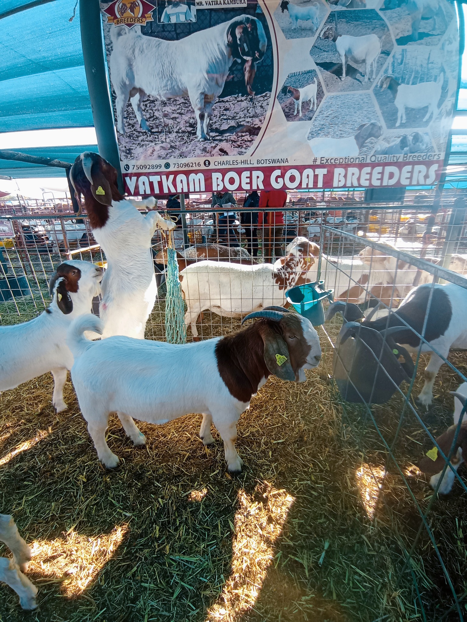 Vatkam Boer Goat Breeders | Gaborone