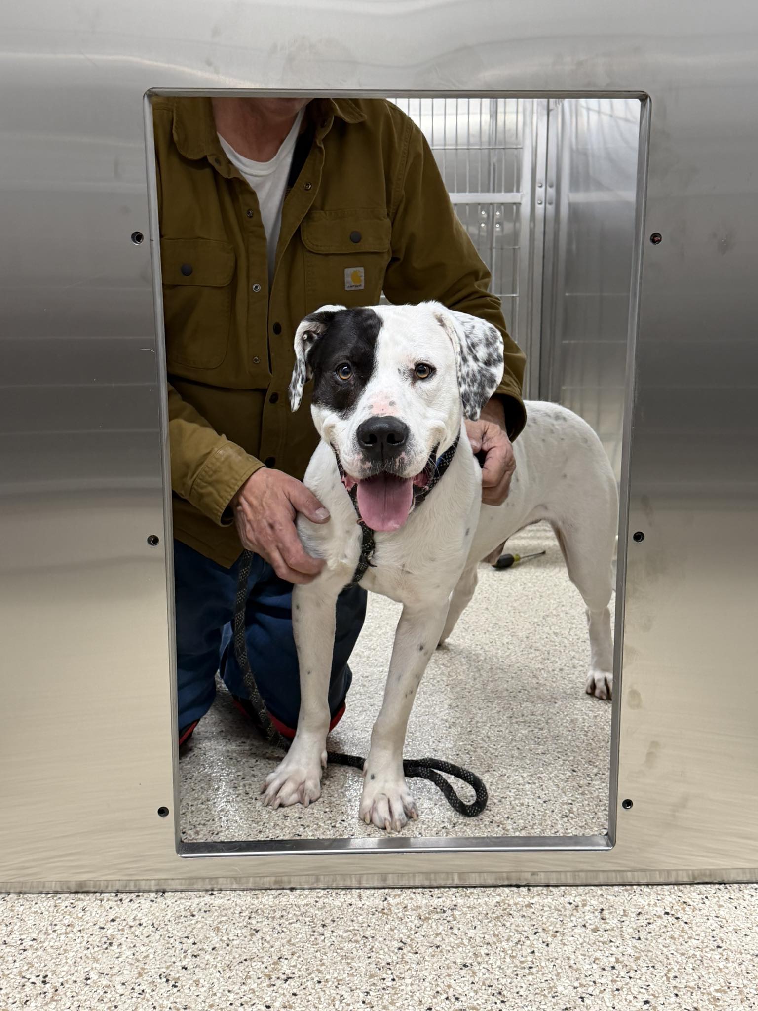 Patchino Still... - Lewis County Humane Society NY 501c3 | Facebook