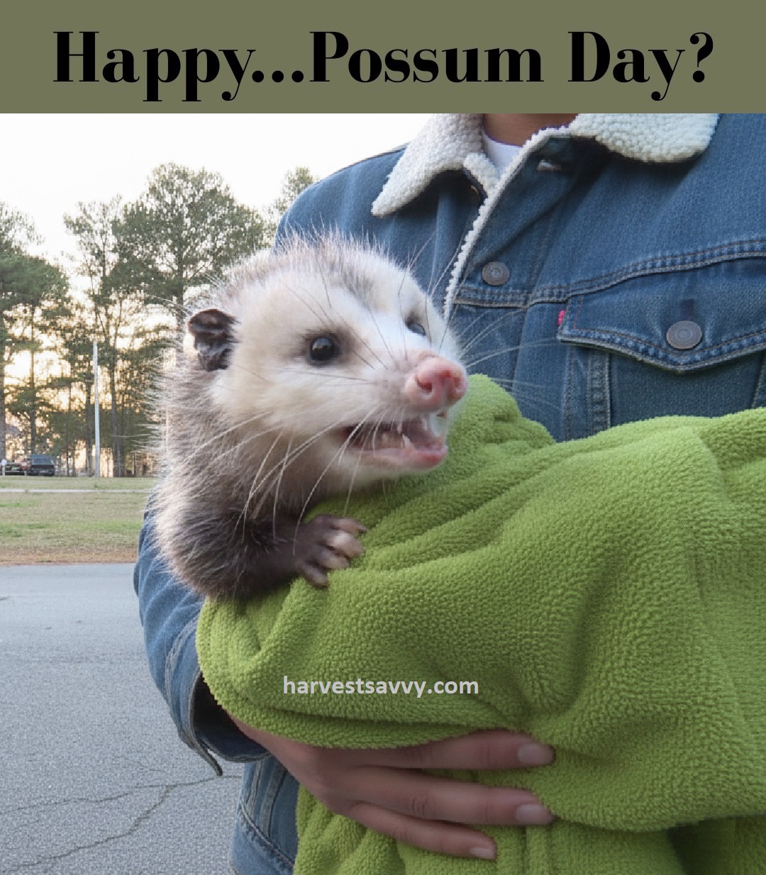 Everything - Did you know Alabama has its own local predictor of spring ...