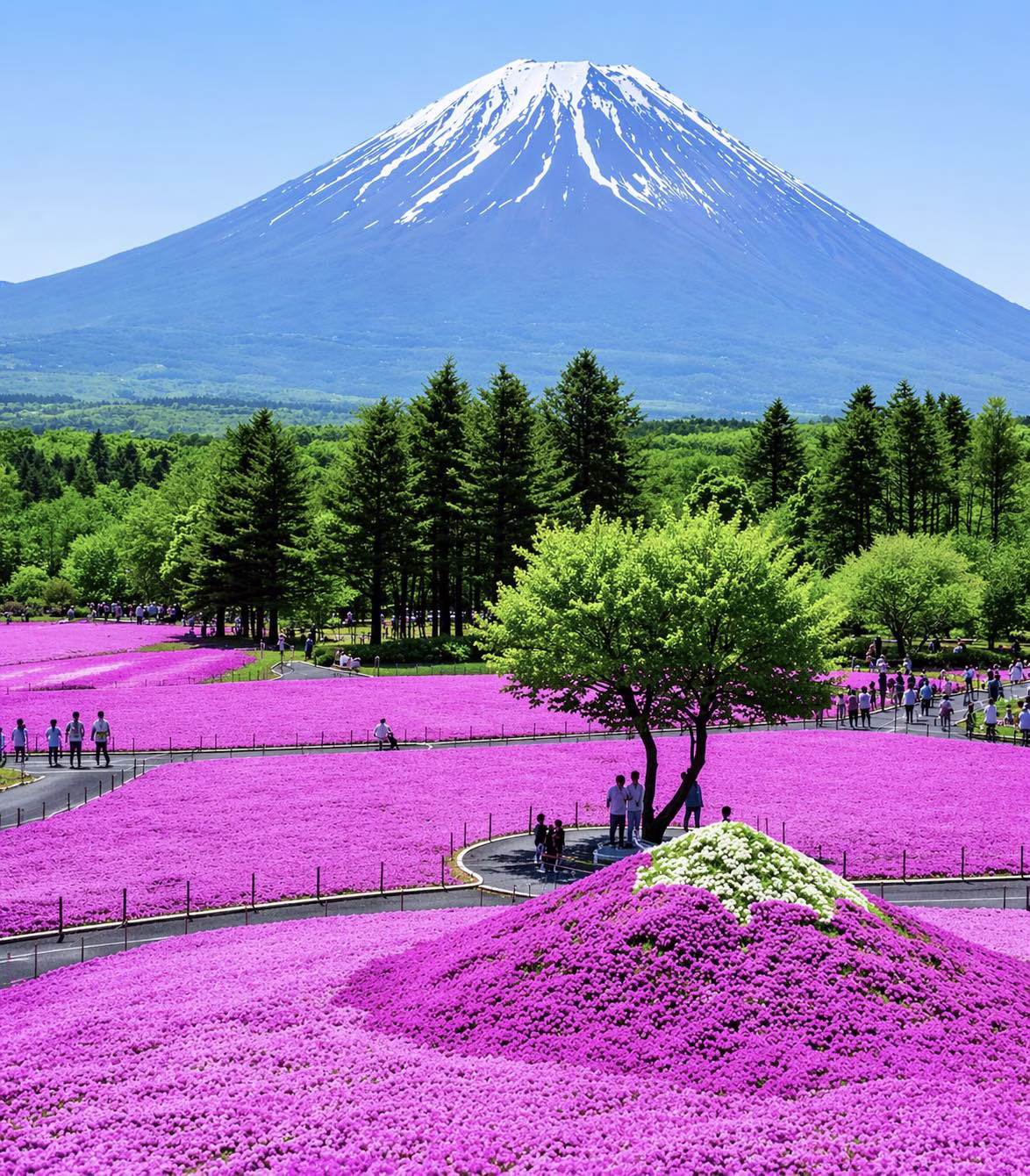 Fujisan 🌸🌸 #fuji #fujisan #mountfuji #japan