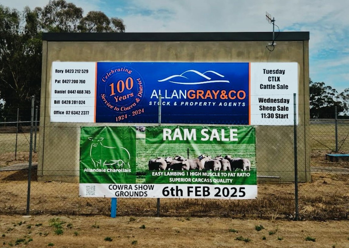 Allandale Charollais - Did you know the Allandale Charollais Summer Ram ...