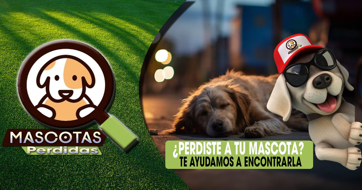 Mascota Perdida | Cochabamba