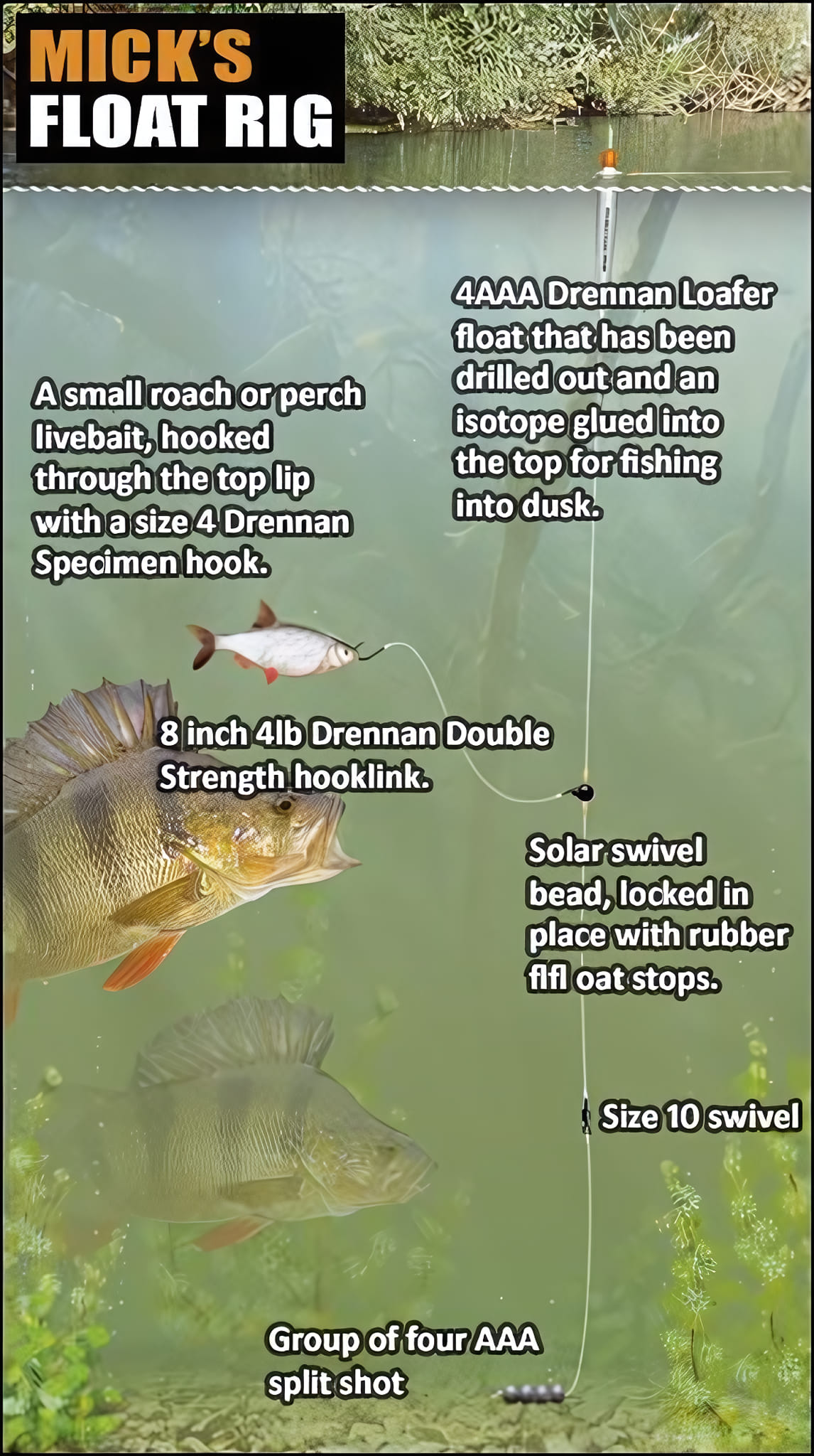 Bait - HOW TO CATCH BIG PERCH | Facebook