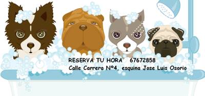 Peluqueria Canina Zeus