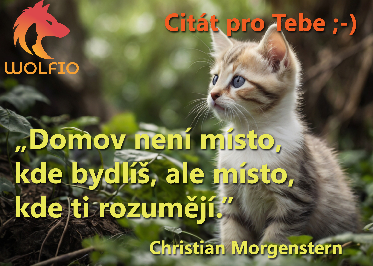 Wolfio | Rychnov nad Kneznou