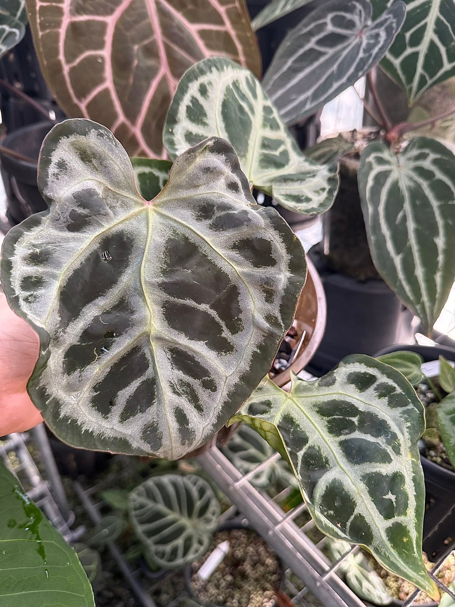 Added an 'SKG Grey' clone (photo #1) to my SKG anthurium