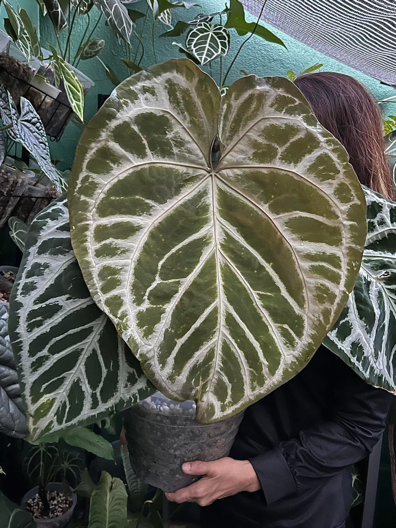 Added an 'SKG Grey' clone (photo #1) to my SKG anthurium