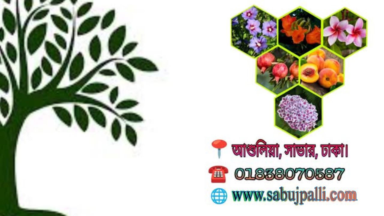 Sabuj Palli | Savar