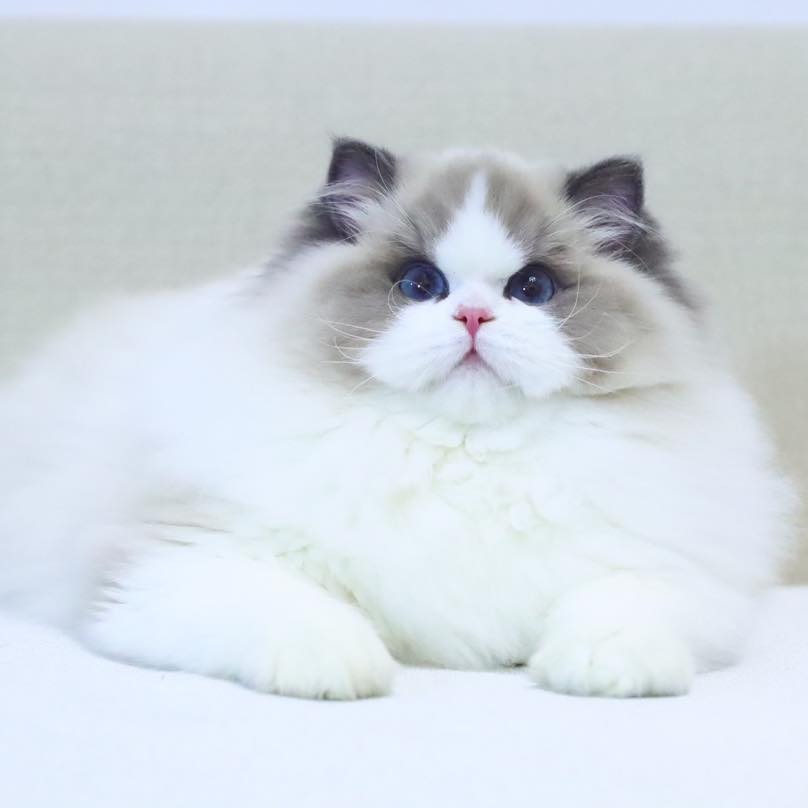 Who could resist such a lovely, beautiful kitten?🐱 The structure is ...
