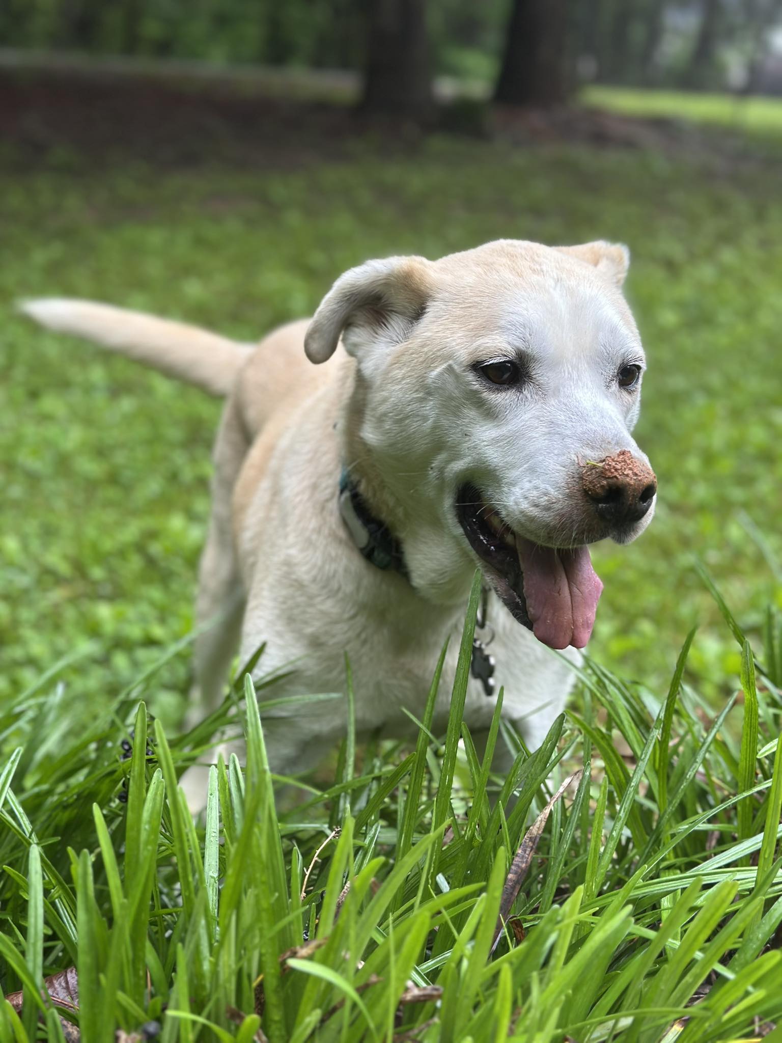 Legacy Paws Rescue | Catawba NC