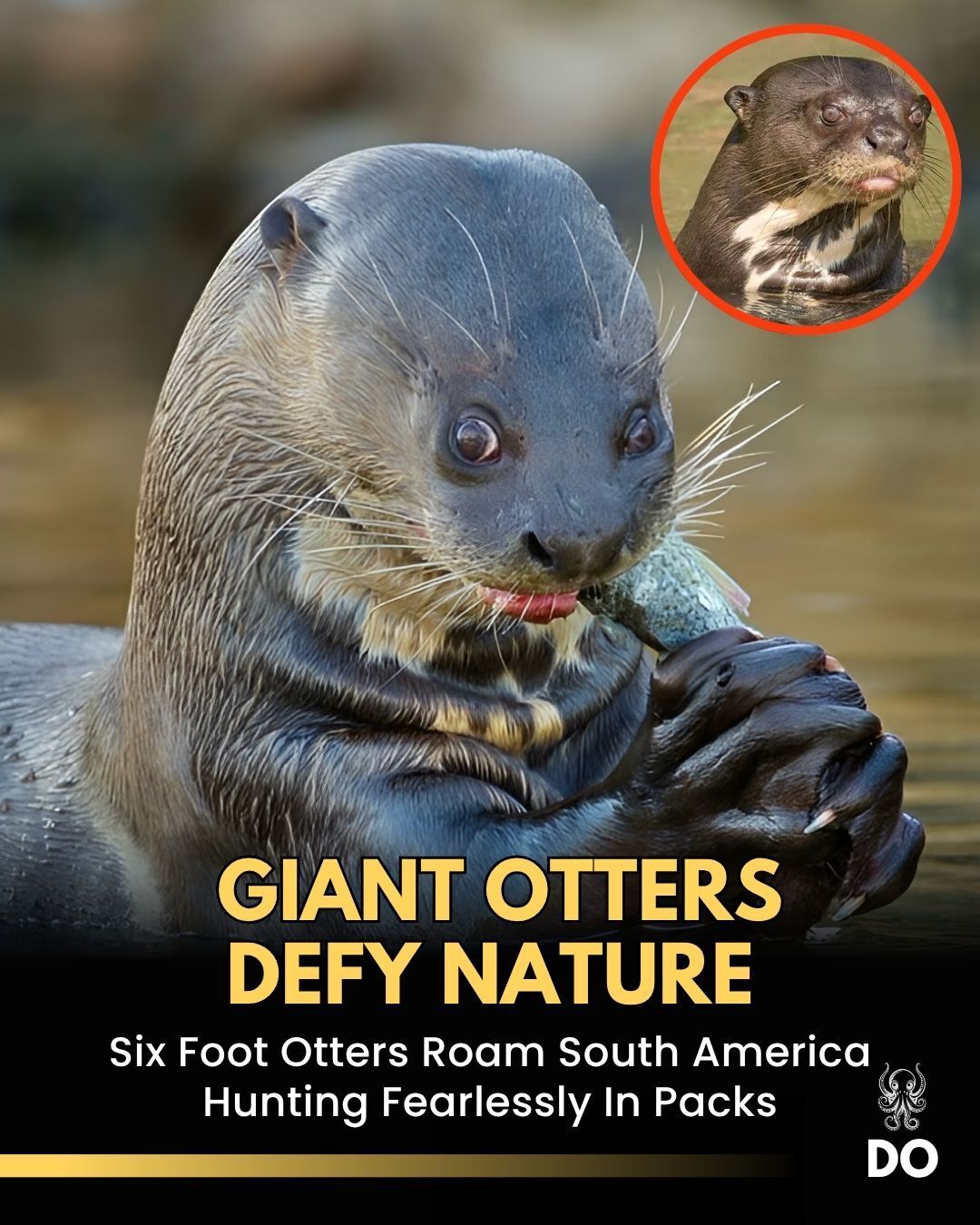 Disco - Some rivers in South America are still home to six-foot giant ...