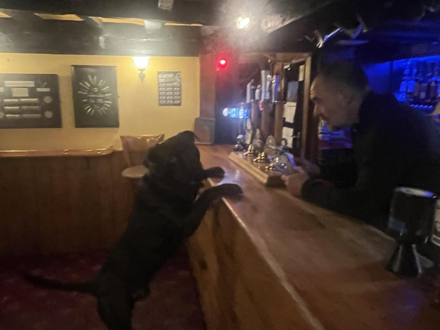 The Ship - We absolutely welcome all dogs to our lovely pub , all ...