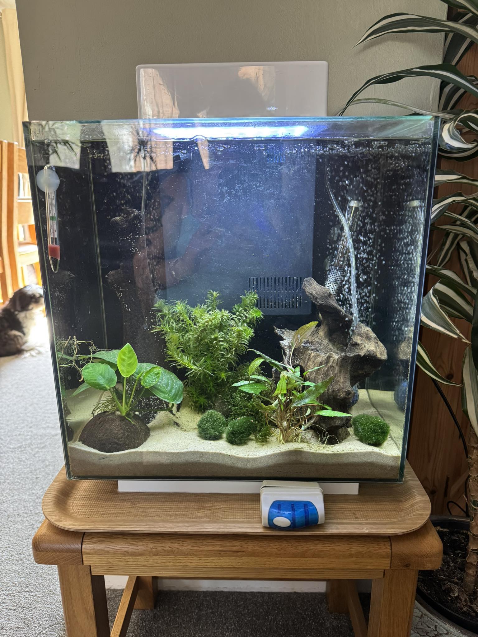 cheap fish tank accessories uk Aquarium Decorations, Aquarium Floating Diver Ornament, Diver Decorations Micro Landscape Decor Undersea, Fish Tank Arts Crafts Decoration Ideas Paint For Aquarium