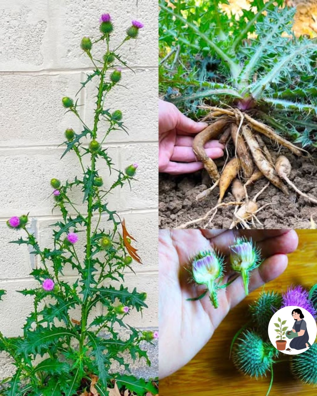 Thistle Vs Burdock Root Uses