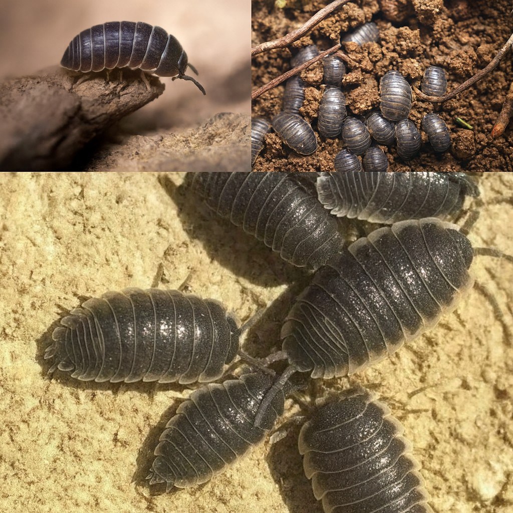 Green - Many gardeners have probably seen these tiny, armored creatures ...