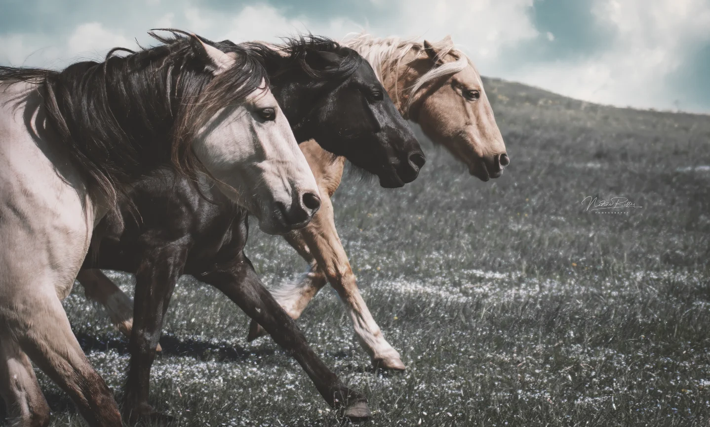 Nadine Ritter Photography