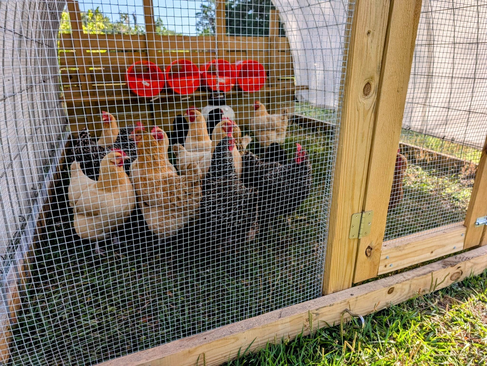 Reformed - These chickens have been laying eggs for around 3 years, and ...