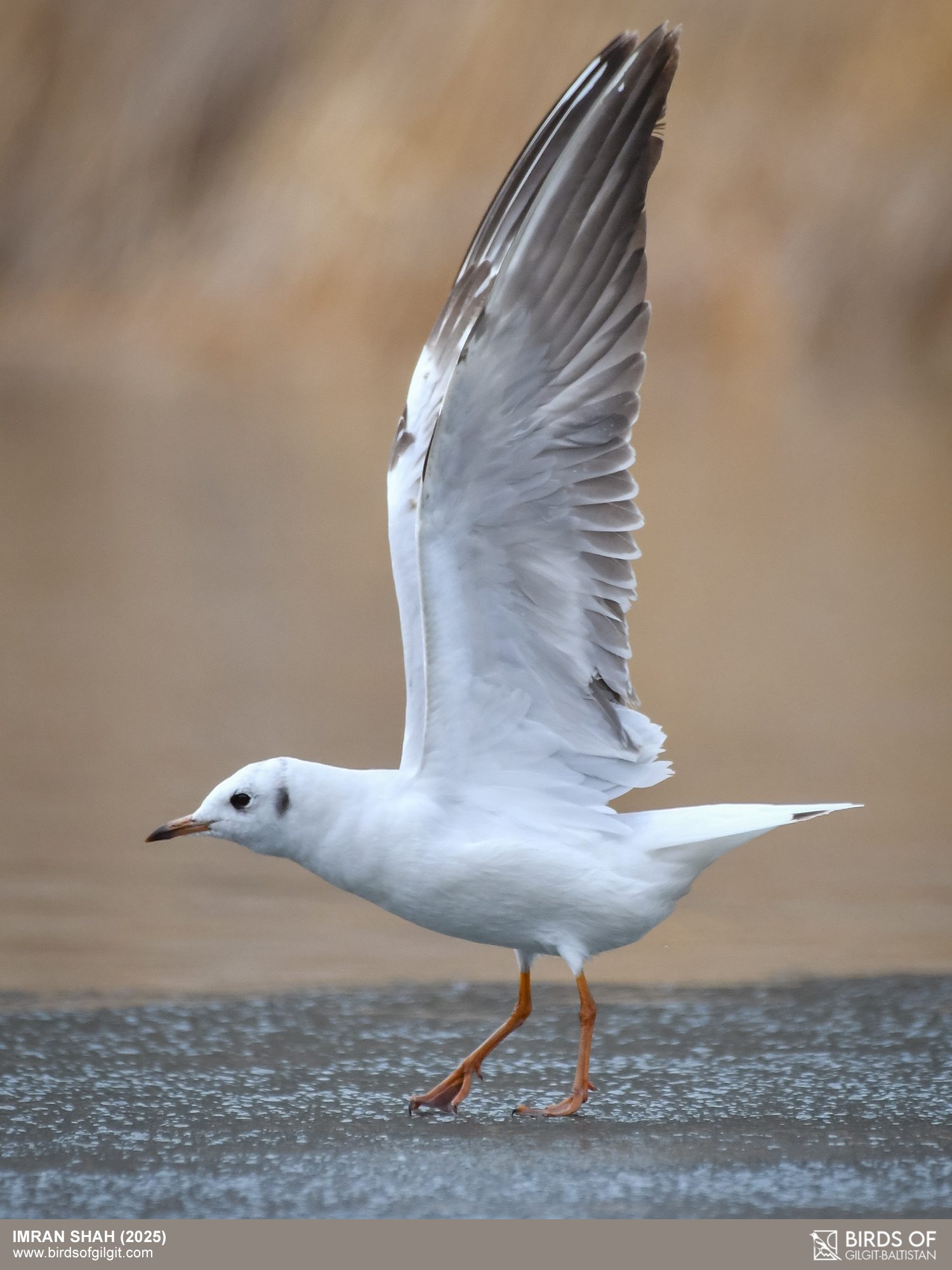 Birds - Black-headed Gull (Chroicocephalus ridibundus) captured at ...