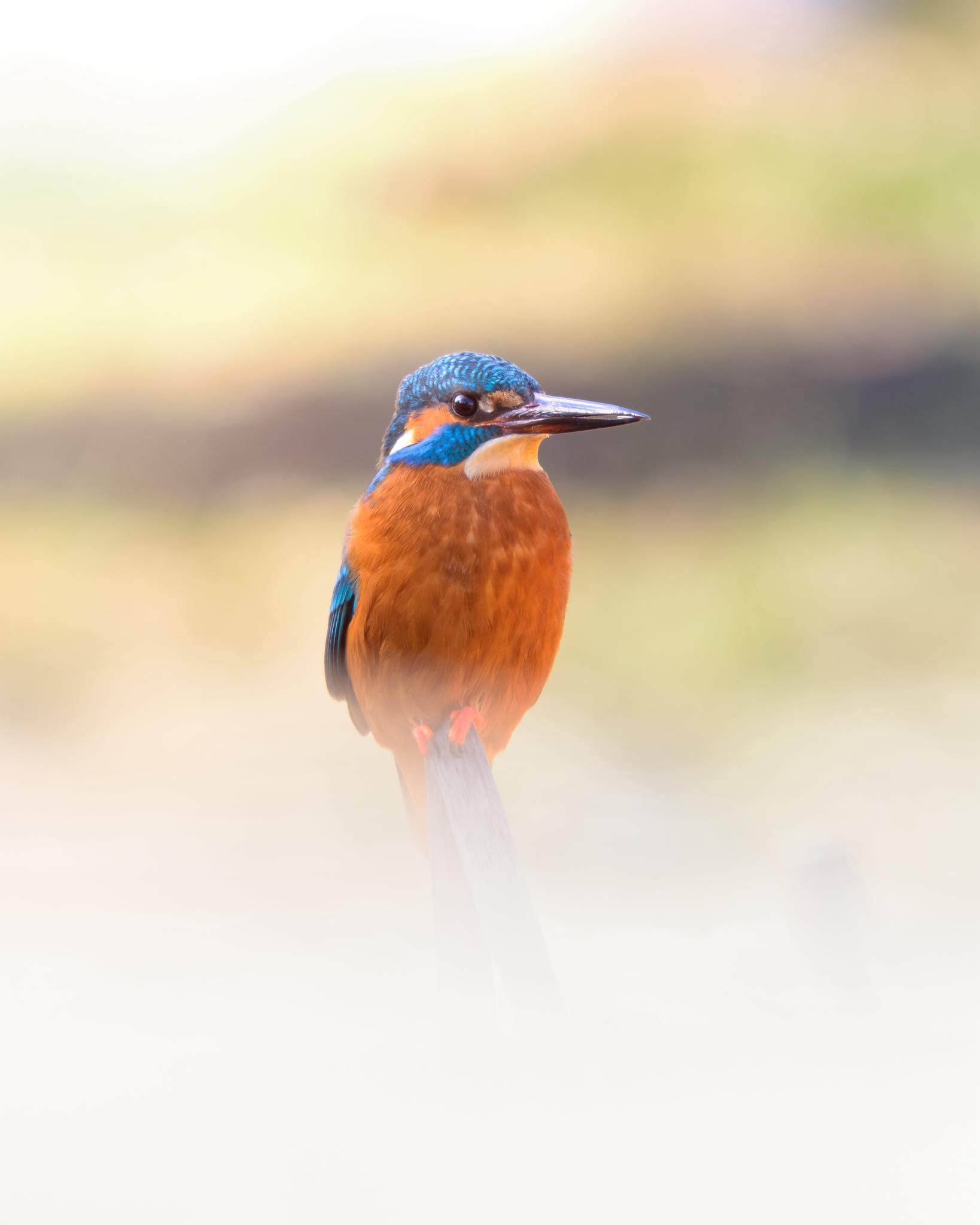 A small splash of color in the grey of the city. 🧡💙 The