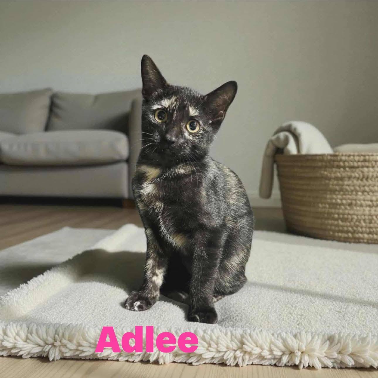 🐾 Meet Our... - Empire Animal Rescue Society (EARS) | Facebook