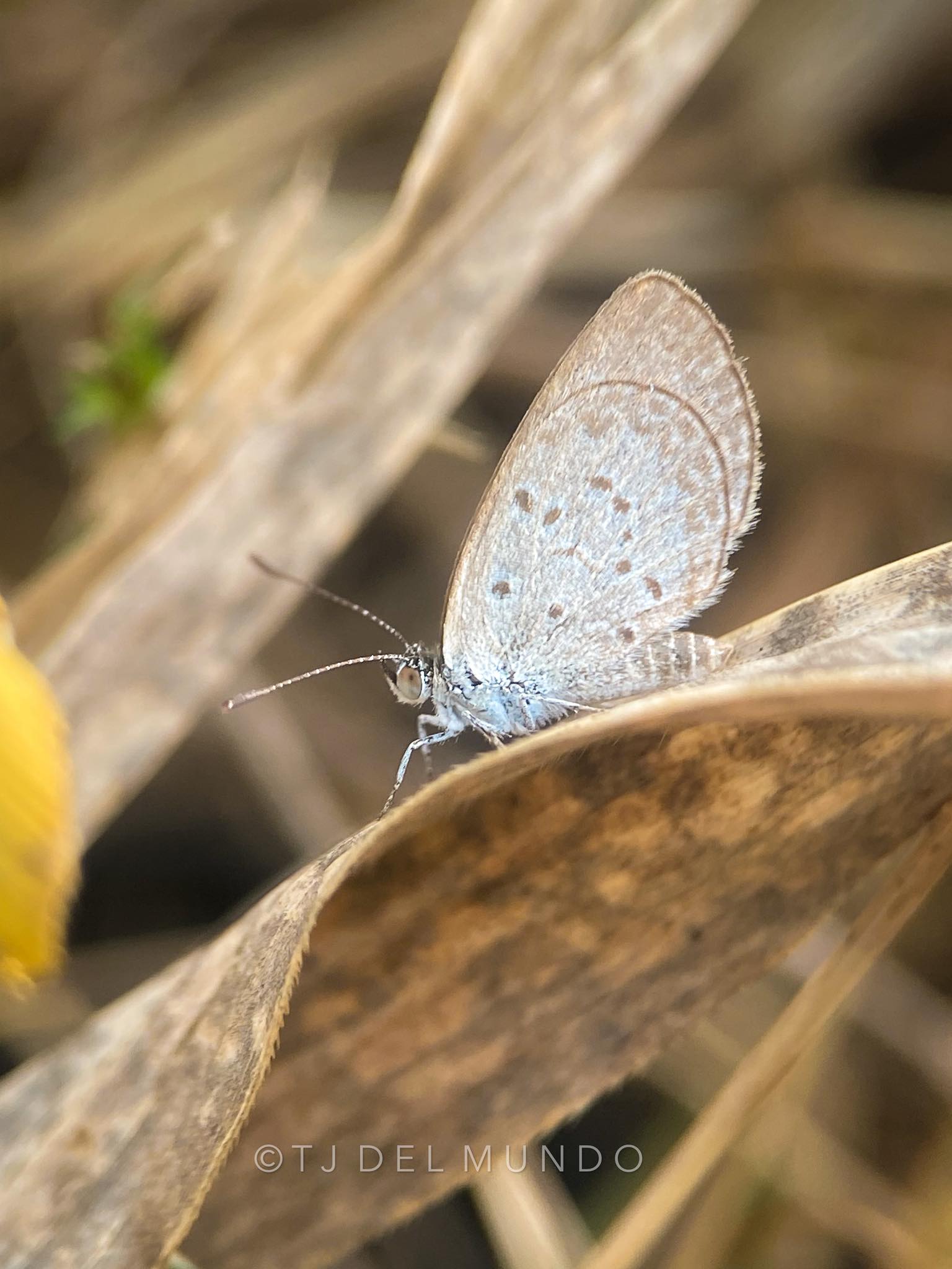 Insect Identification of the Philippines | Pale | Facebook