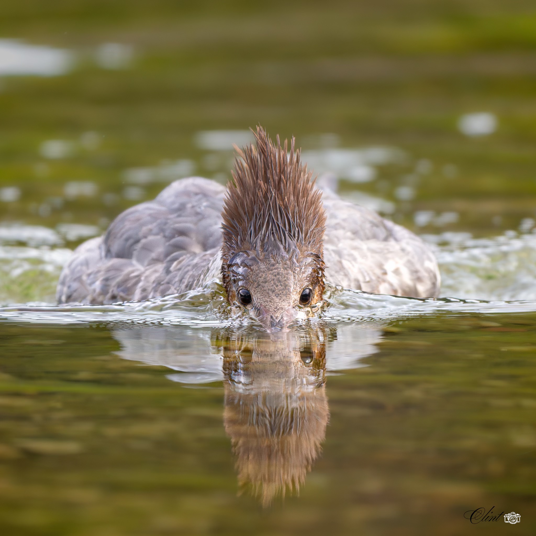 Kendrick Mer - Common Merganser 📸 Common Mergansers are... | Facebook